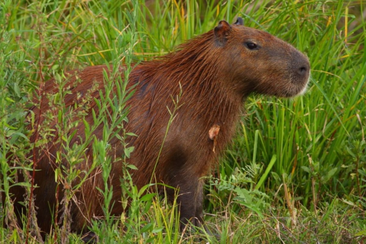 El carpincho es un roedor que se encuentra por el Paraná y el Río de La Plata