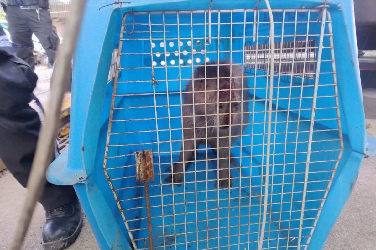 El carpincho fue rescatado por Defensa Civil