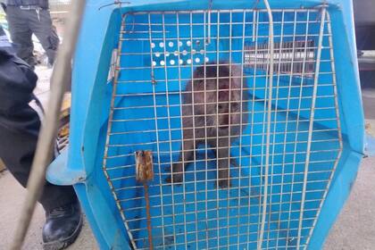 El carpincho fue rescatado por Defensa Civil