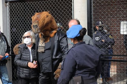El carpincho que vota
