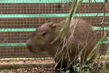 El carpincho que andaba suelto en el barrio de Recoleta fue llevado al Ecoparque