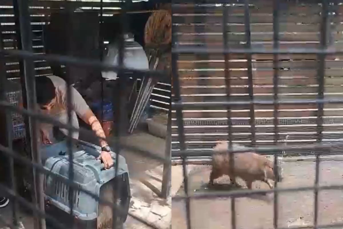 El carpincho que fue rescatado frente a Aeroparque.