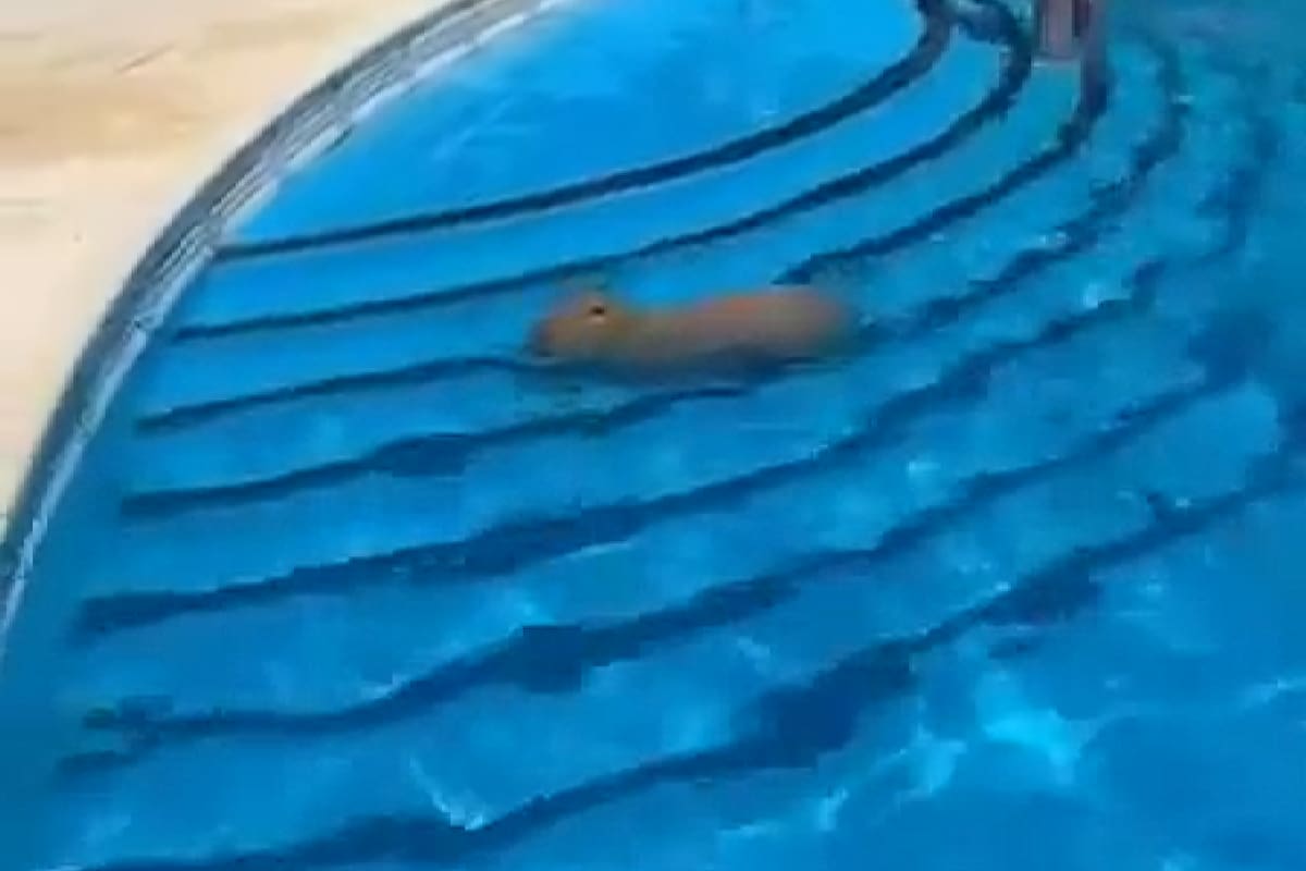El carpincho que se metió en la pileta del Club Náutico de San Isidro