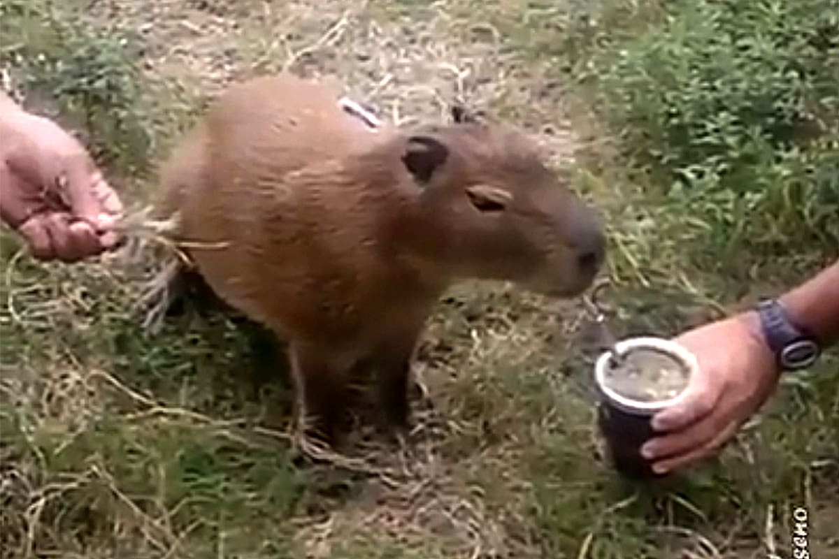 El carpincho que toma mate se volvió viral tras el nuevo escándalo en Nordelta