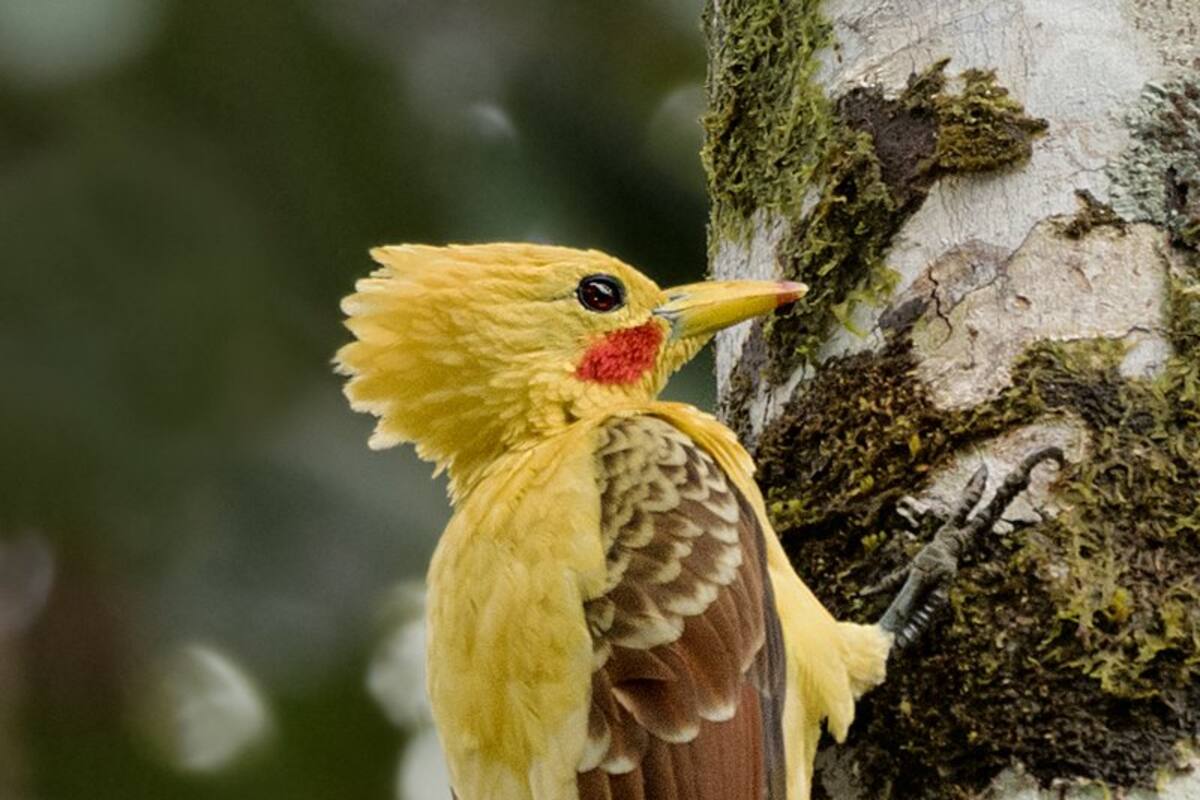 El carpintero amarillo.