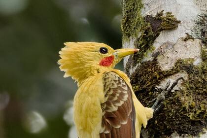 El carpintero amarillo.