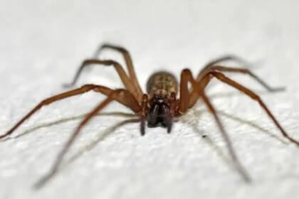 El cartero inglés Chris Cowsley se tragó una araña que le mordió la garganta y le provocó una inflamación por la que apenas podía respirar, según le explicaron los paramédicos
