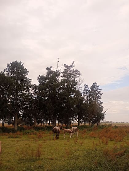 El casco de la estancia, hoy (Crédito: Micaela García)