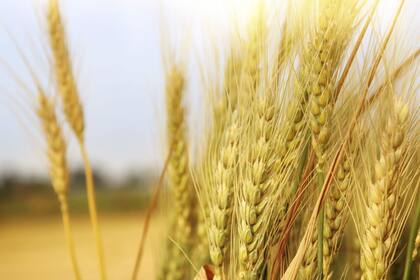 El caso BLD abrió un debate en torno de las regulaciones y responsabilidades en torno del mercado de granos