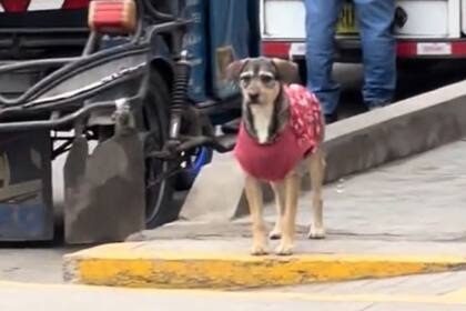 El caso conmovió a todos en redes sociales (Captura: @meminacastillo)