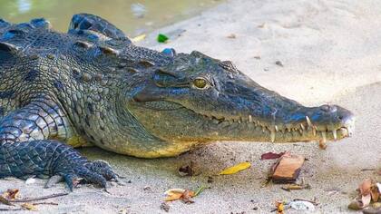 El caso de nacimiento virginal se dio en una hembra de cocodrilo americano (Crocodylus acutus)