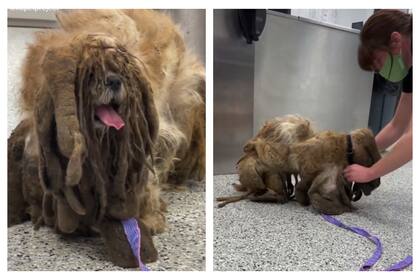 El caso de un perro que fue rescatado se hizo viral: tuvieron que afeitarle todo el pelo para recuperar su salud