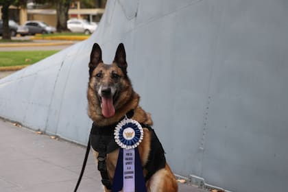 El caso despertó admiración en los ciudadanos que felicitaron al animal por su aporte