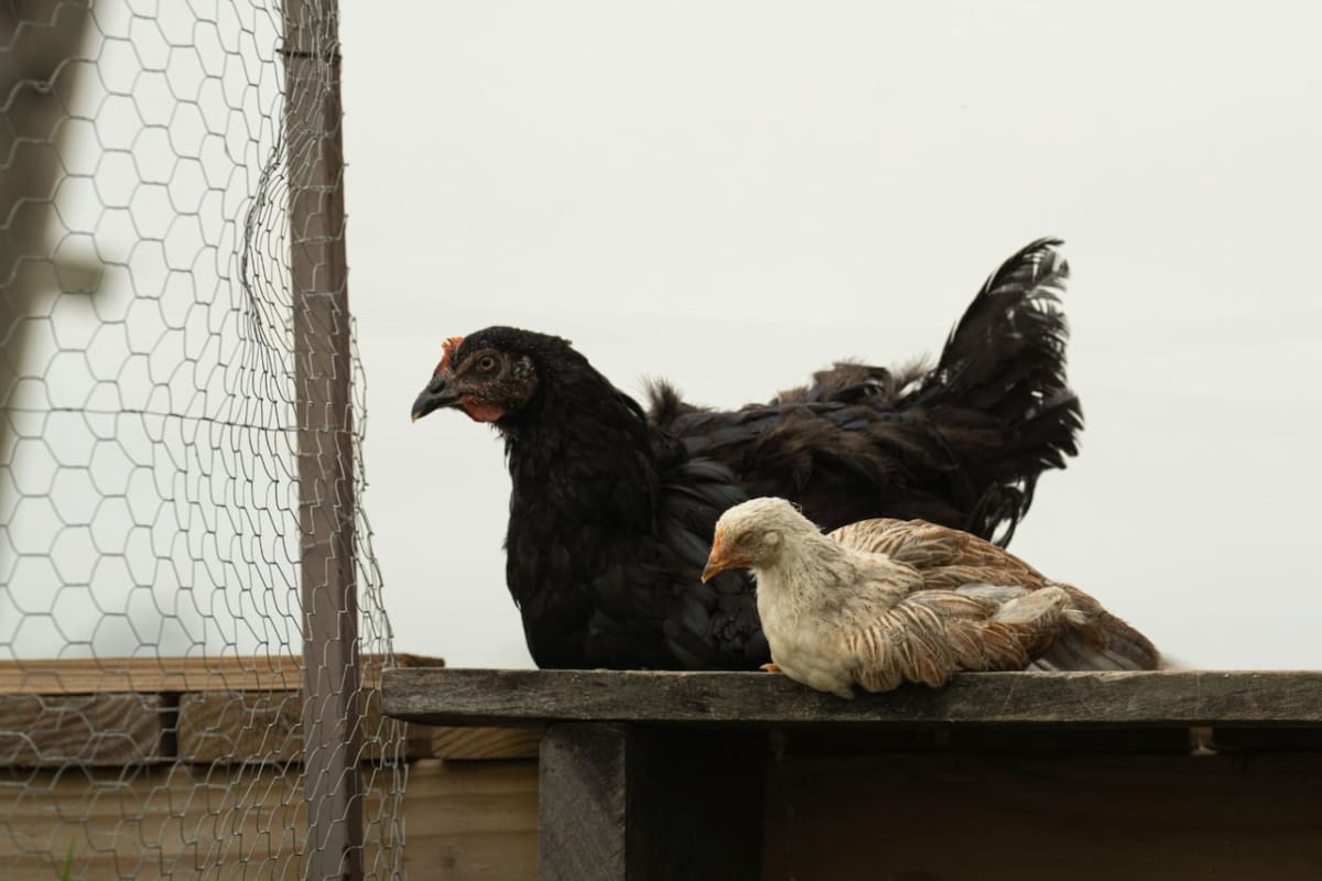 El caso se dio en aves de traspatio