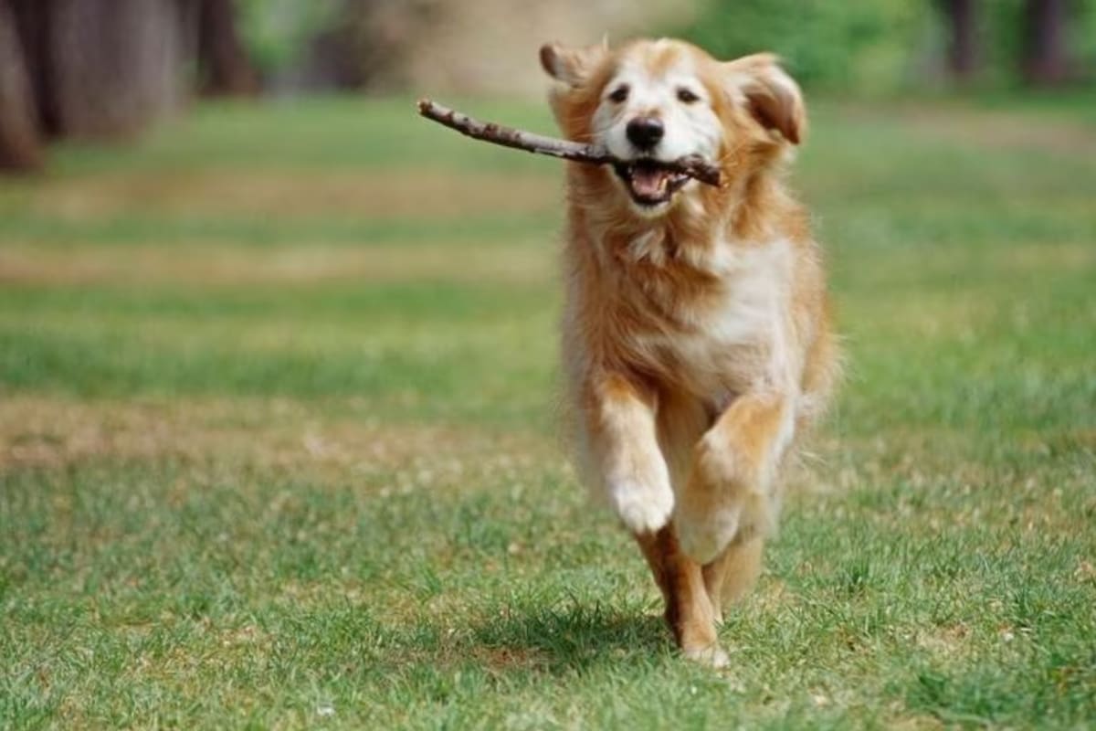 El caso tiene como protagonista a Cooper, un Golden Retriever (Imagen de carácter ilustrativo: IStock)