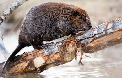 El castor tala árboles para alimentarse y también para construir sus represas, que producen daños al ecosistema de Tierra del Fuego
