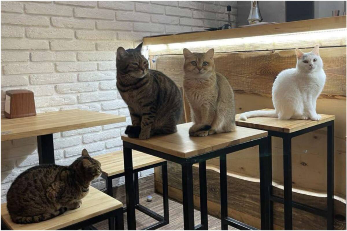 El "cat café" de la ciudad de Lviv, Ucrania. Foto: Serhii Oliinyk