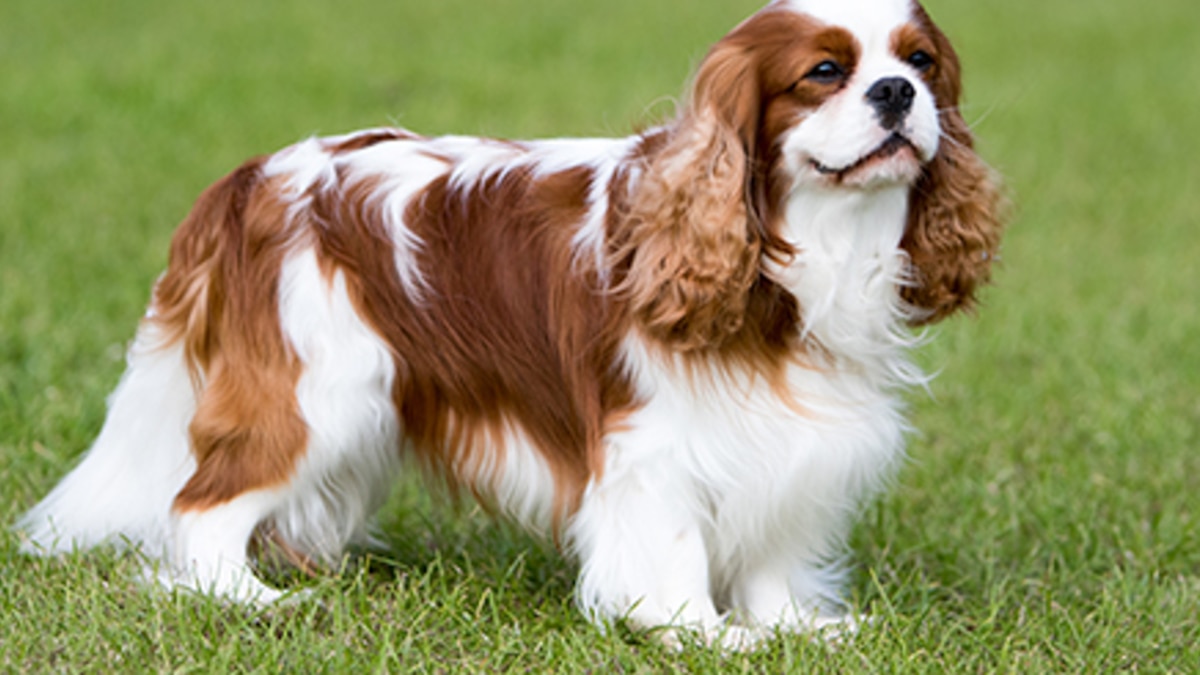 Cavalier King Charles Spaniel El Perro Que Naci De Una Obsesi n cavalier-king-charles-spaniel-el-perro-que-naci-de-una-obsesi-n