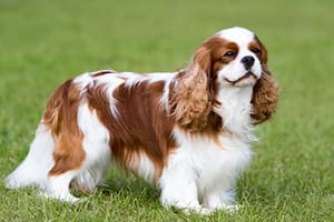 El perro que nació de una obsesión, lleva el nombre de Carlos III y ahora incomoda a la Corona británica