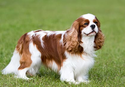 El Cavalier King Charles Spaniel es una pequeña raza inglesa criada como perro de compañía