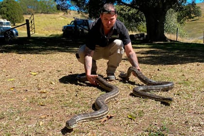 El caza serpientes Steven Brown liberando a los dos ejemplares capturados