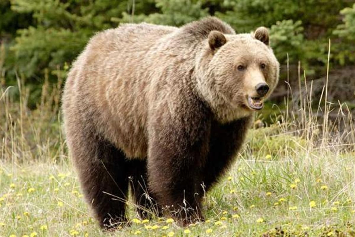 El cazador le disparó al animal que merodeaba por la zona.
