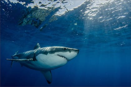 El CDFW advirtió que este verano habrá una mayor presencia de tiburones blancos en California por el calentamiento marino provocado por El Niño
