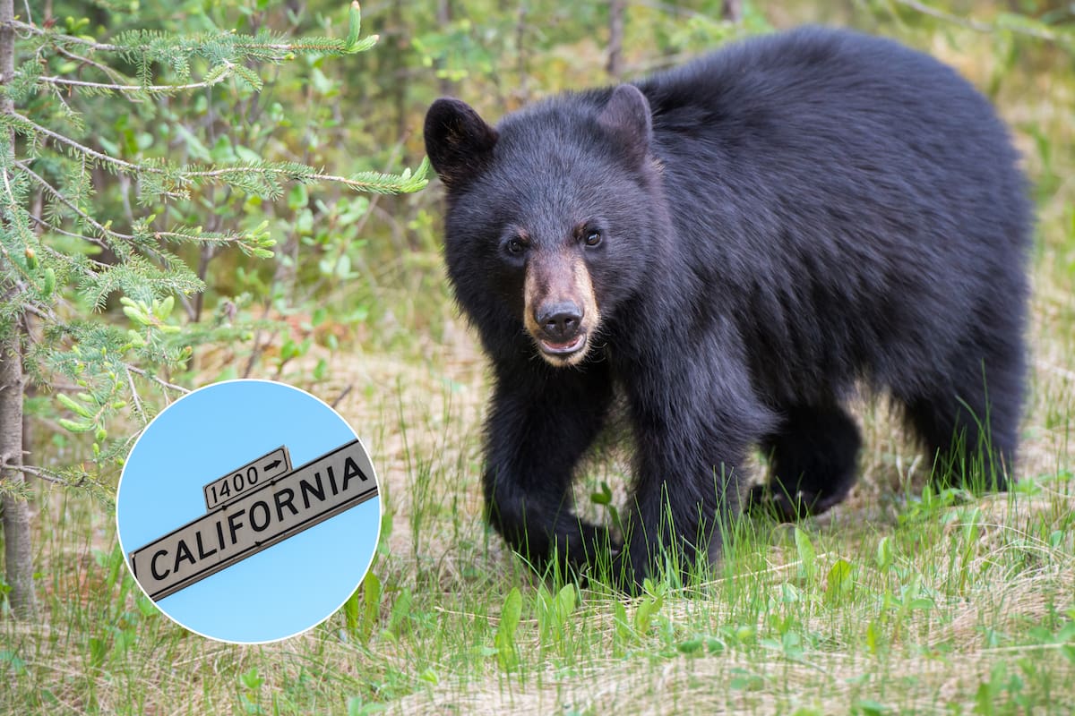 El CDFW recomienda no correr ni hacer movimientos bruscos al encontrarse con un oso, ya que esto puede provocar una reacción agresiva.