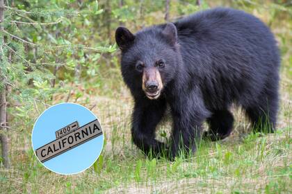 El CDFW recomienda no correr ni hacer movimientos bruscos al encontrarse con un oso, ya que esto puede provocar una reacción agresiva.