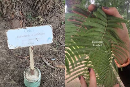 El cebil, uno de los árboles que está en la mira de la pareja para plantar en su jardín