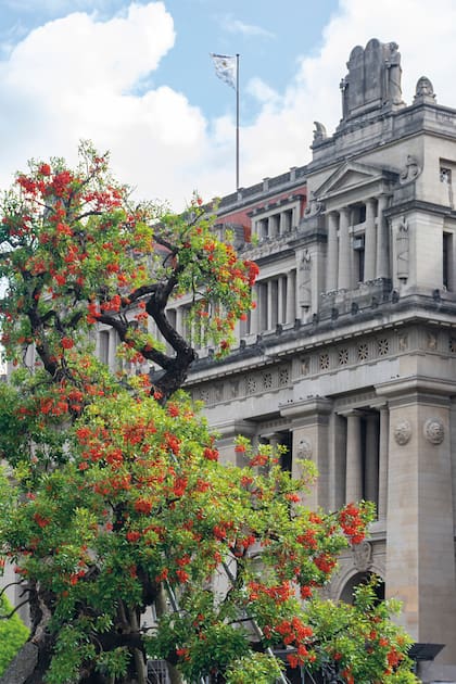 El ceibo (Erythrina falcata) florece en octubre. En la plaza Lavalle.