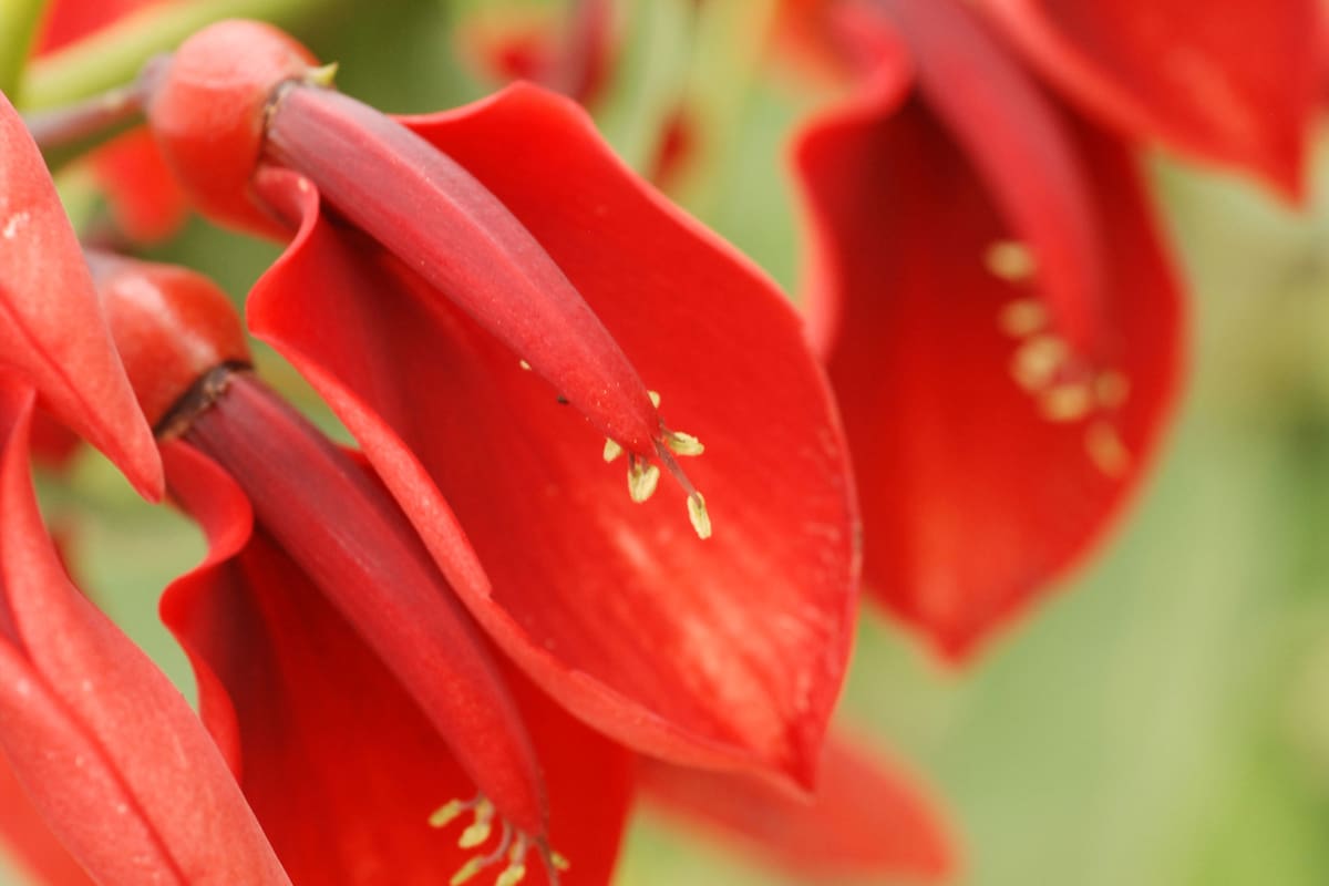 El ceibo, protagonista de una leyenda, es flor que comparten Argentina y Uruguay
