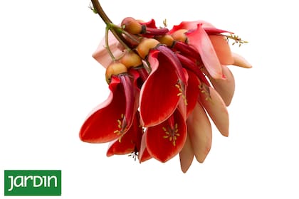 El ceibo tiene si propia leyenda de muerte, transformación y resistencia