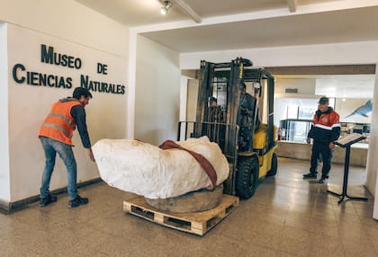 El Celidoterio murió sepultado en sedimentos de un antiguo suelo inundado hace unos 30 a 50 mil años atrás