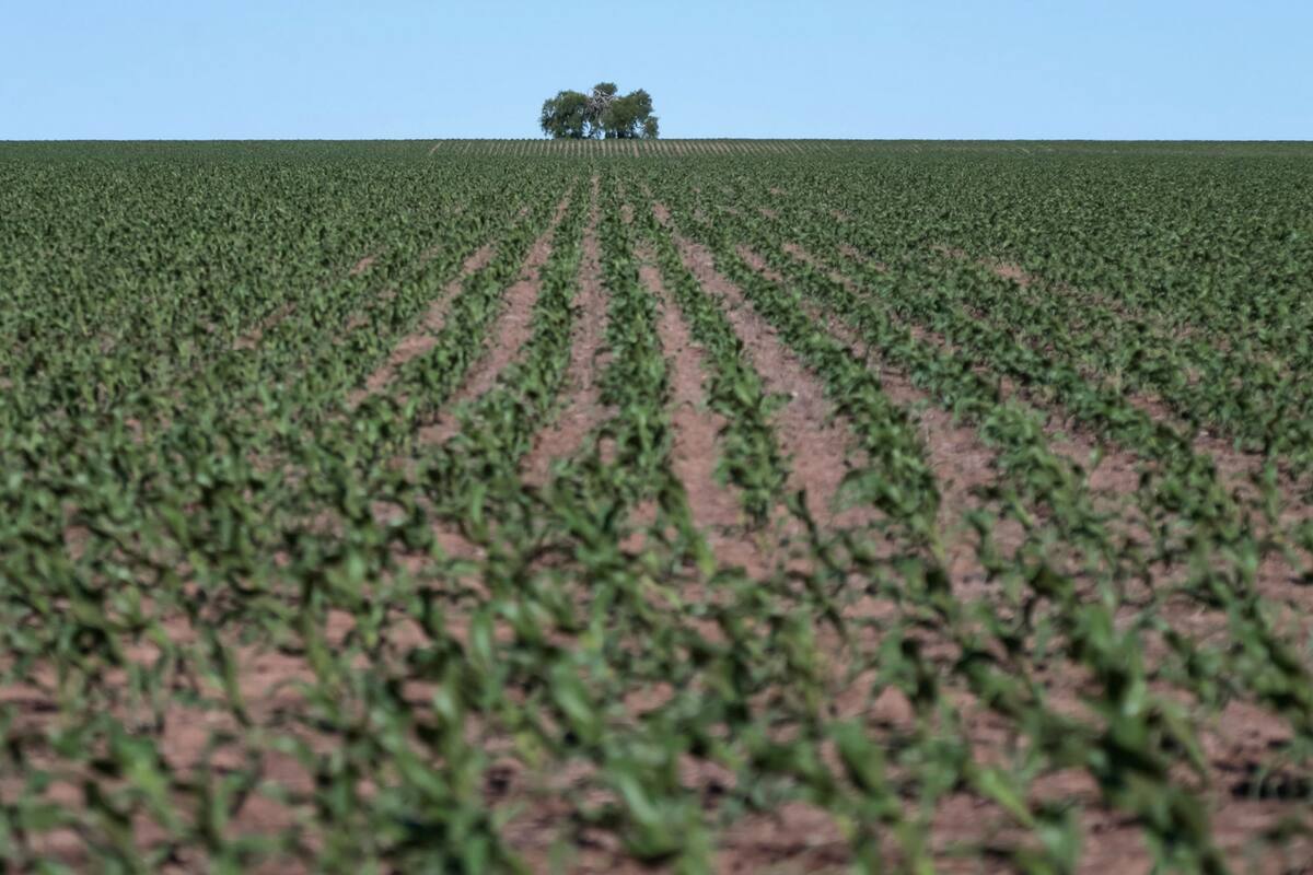 El censo relevará 190 millones de hectáreas