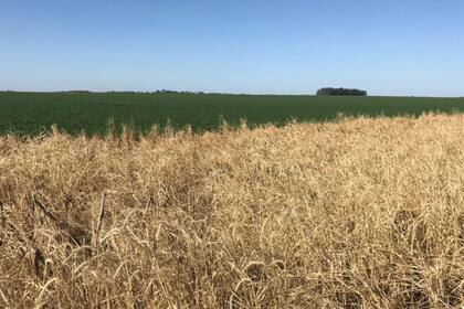 El centeno, un cultivo de cobertura con múltiples servicios