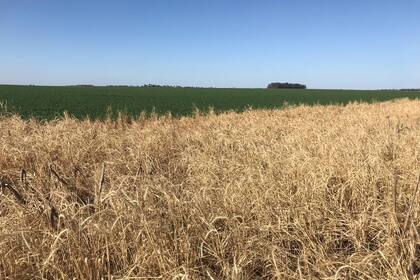 El centeno, un cultivo de cobertura con múltiples servicios