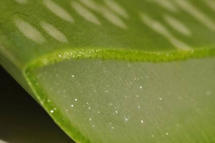 El centro de la hoja de aloe vera