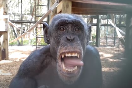 El centro de preservación donde hoy vive la popular orangutana Sandra compartió una prueba que hizo con chimpancés que arrojó divertidos resultados
