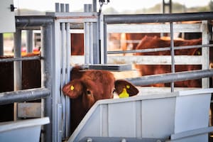 El Centro Experimental de Nutrición Animal de Biofarma, centrado en el ganado bovino, se encuentra ubicado a 15 km de Jesús María, Córdoba