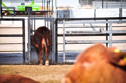 El sector de nutrición animal importa aproximadamente unos 250 millones de dólares por año