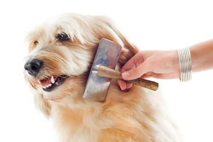El cepillado ayuda a mejorar el bienestar emocional y a reducir el estrés y la ansiedad de las mascotas