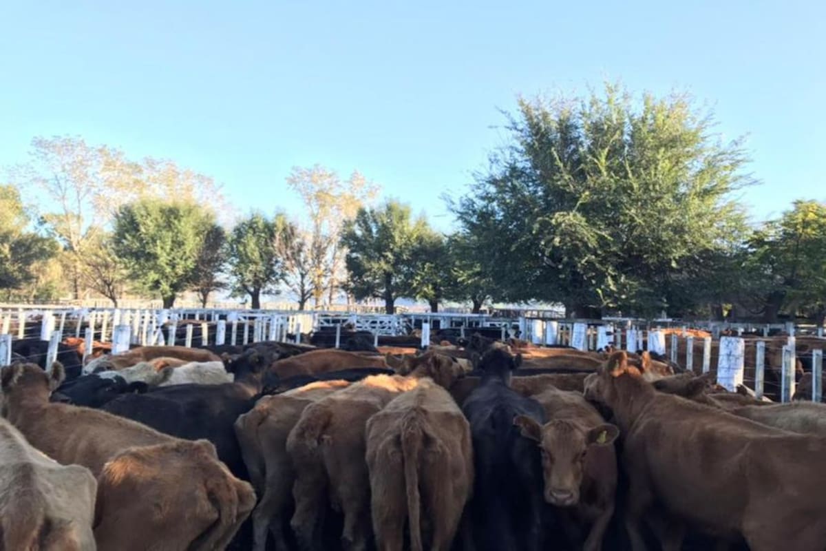 El cepo impactó en una categoría de vaca cuya carne no tiene salida para el mercado interno