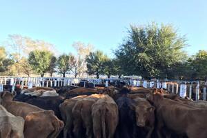 El cepo impactó en una categoría de vaca cuya carne no tiene salida para el mercado interno