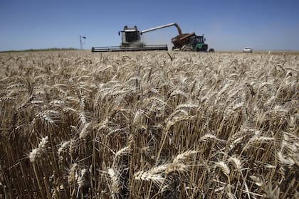 El cereal alcanzaría una cosecha de 21/22 millones de toneladas