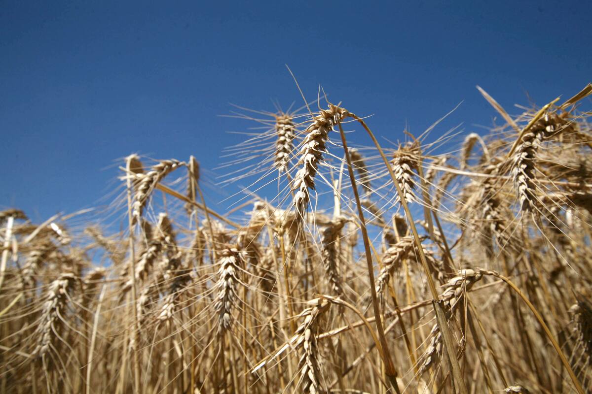 El cereal responde a la fertilización