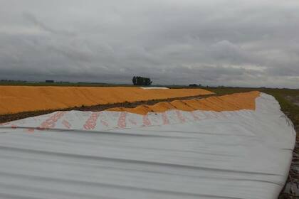 El cereal se mojó por la lluvia registrada