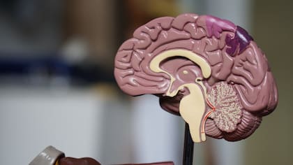 El cerebro es el encargado de generar los sueños y todo se relaciona con los recuerdos que una persona acumuló durante el día