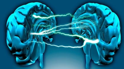 El cerebro mantiene la unidad de la visión pese a la división de tareas entre hemisferios