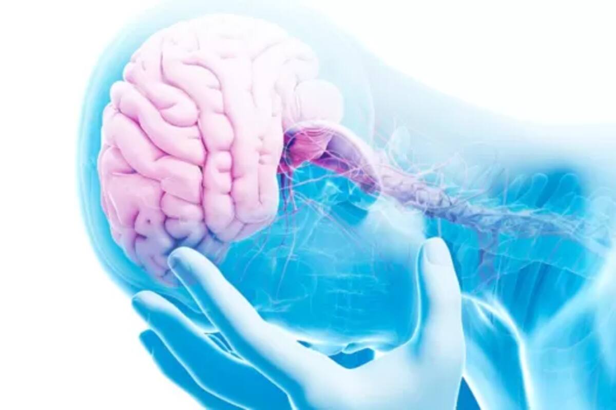 El cerebro rige todo el funcionamiento del cuerpo y reacciona a las experiencias traumáticas